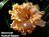 Spacecoast Tropical Passion